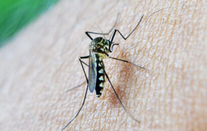 ‘Self-Sabotage’ Prevents Immune Protection Against Malaria